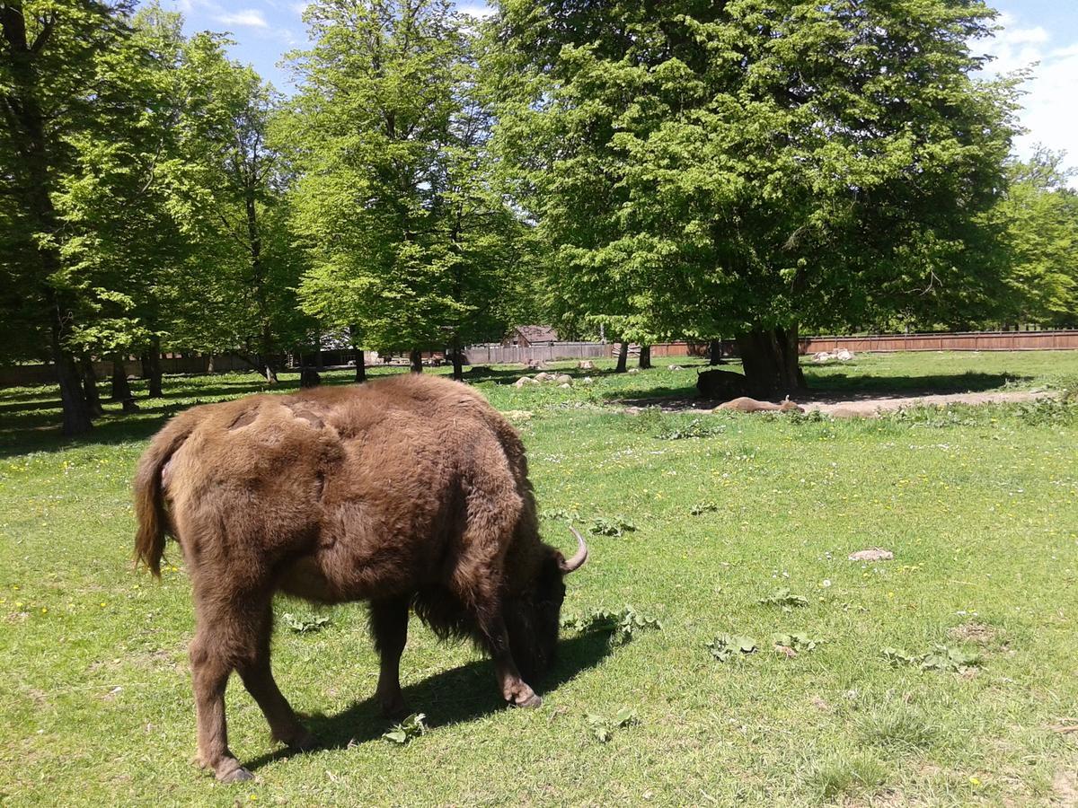 בית הארחה Białowieża 	Cztery Pory Roku מראה חיצוני תמונה